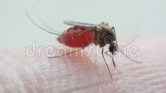蚊子伊蚊吸血视频的预览图