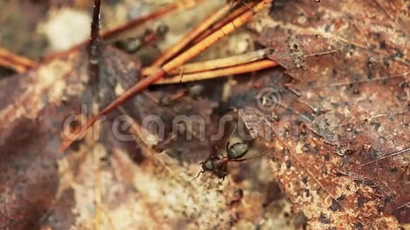 一只倒下的老树干上有红色的森林蚂蚁蚂蚁在蚁穴中移动视频的预览图