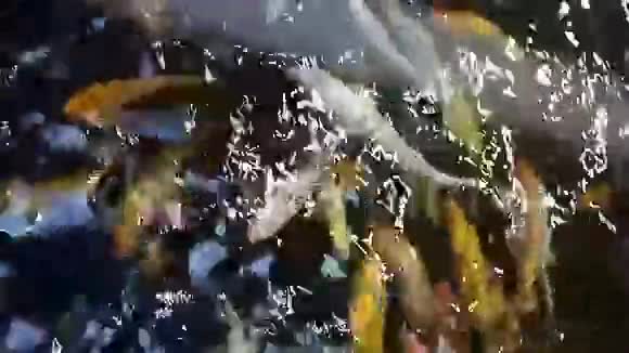 金鱼和鲤鱼游泳视频的预览图