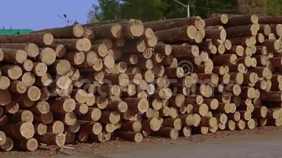 成排的树干锯木厂的木材仓库视频的预览图