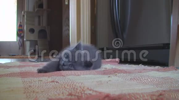 一只小猫躺在地板上一群英国小猫仰起头视频的预览图
