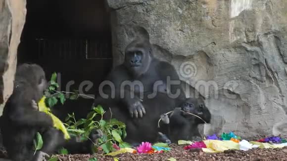 西班牙巴伦西亚市动物园里的动物大猩猩视频的预览图