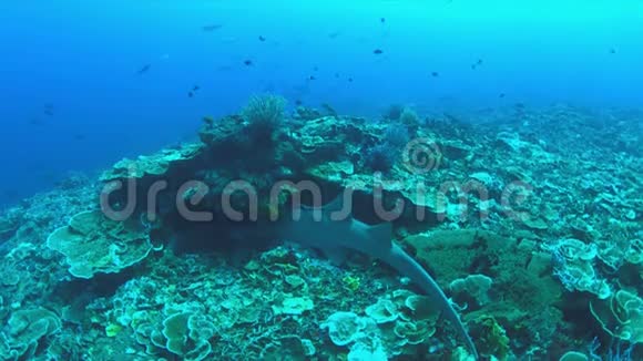 珊瑚礁上的鲨鱼护士4k视频的预览图