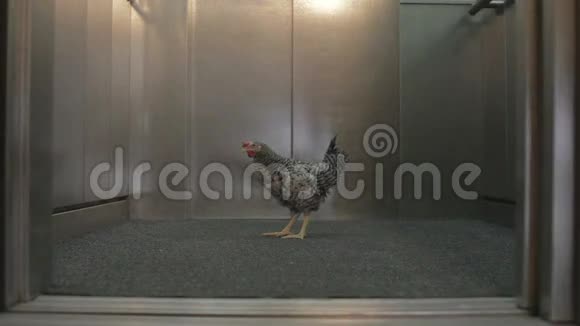 电梯门开启和关闭时的鸡肉视频的预览图