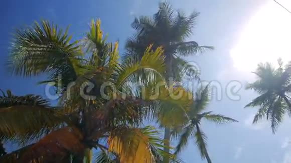 日出时的热带棕榈太阳光线和浓雾斯里兰卡视频的预览图