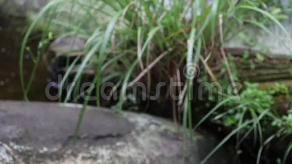 一只成年的福尔摩沙黑熊在动物园的岩石上行走视频的预览图