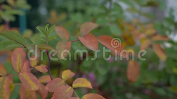 秋天的野叶在苍翠的苍翠背景上蔷薇视频的预览图
