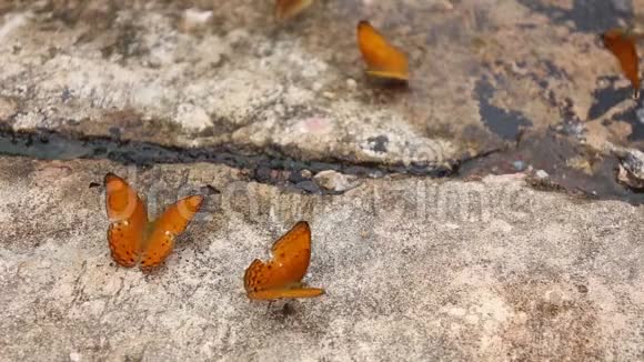 一群蝴蝶用昆虫在沙子上吸食矿物质和营养视频的预览图