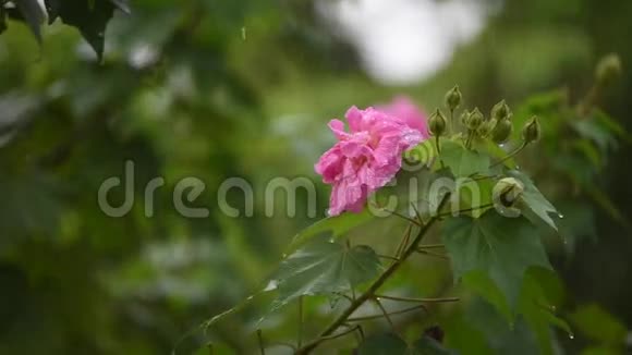 雨天有水滴的棉花玫瑰花视频的预览图
