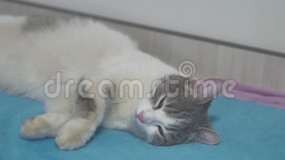 一只灰色的猫在室内一只宠物的床上睡觉视频的预览图
