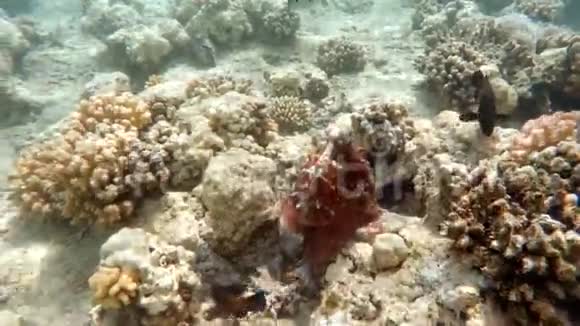 埃及红海珊瑚上的鱼礁章鱼视频的预览图