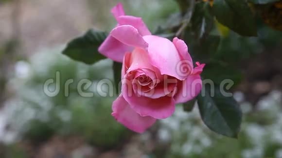 粉红花园玫瑰视频的预览图