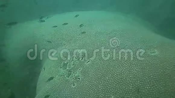 热带鱼类和珊瑚接近柬埔寨视频的预览图