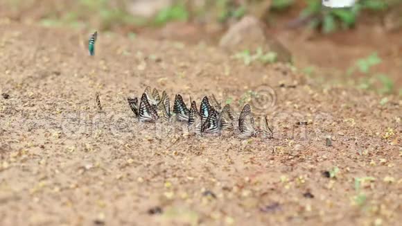 一群蝴蝶用昆虫在沙子上吸食矿物质和营养视频的预览图