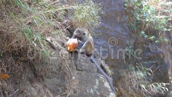 猴子吃椰子和享受拉瓦纳瀑布在埃拉斯里兰卡视频的预览图