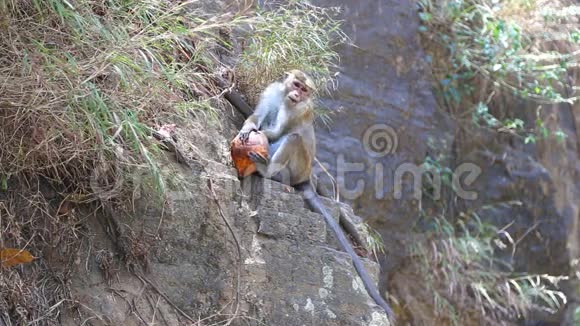 猴子吃椰子和享受拉瓦纳瀑布在埃拉斯里兰卡视频的预览图