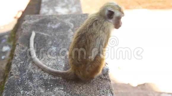 西吉里亚的小猴子一座位于马塔莱中部的古老宫殿视频的预览图