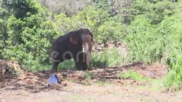 象在自然环境附近的牙齿庙在坎迪视频的预览图