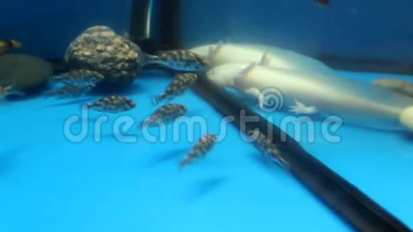 白色Axolotl墨西哥Ambystoma和水族馆f视频的预览图