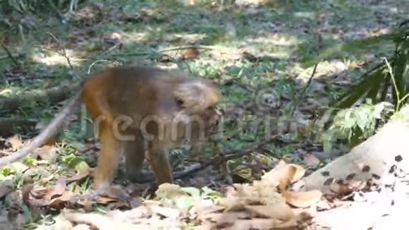 猴子在热带公园吃新鲜水果斯里兰卡的Vertet关门视频的预览图