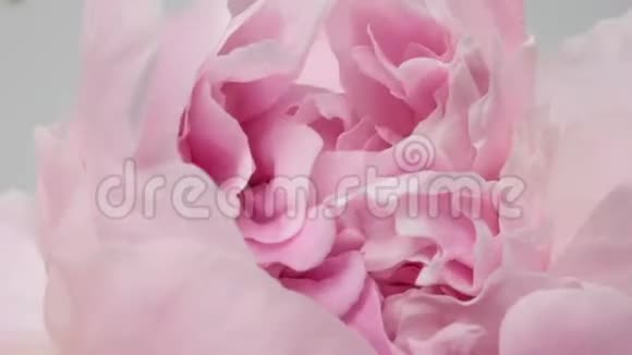 美丽的粉色牡丹底色盛开的牡丹花户外时光流逝特写宏观视频的预览图