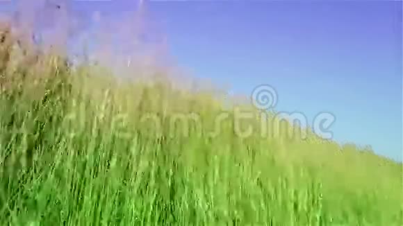 草牧草风天蓝荡绿自然草茎视频的预览图