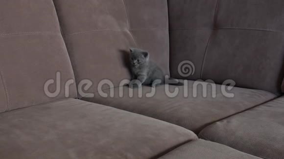小猫在沙发上视频的预览图