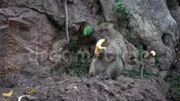 户外猴子特写的肖像视频的预览图