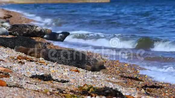 苏格兰海滩上的海狮视频的预览图