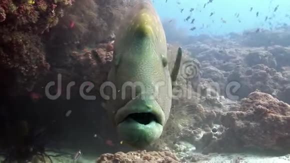 拿破仑鱼WRASE特写宏观视频水下海底视频的预览图