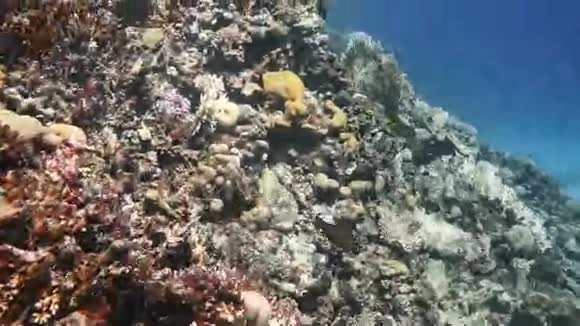 软珊瑚Dendronephthyasp视频的预览图