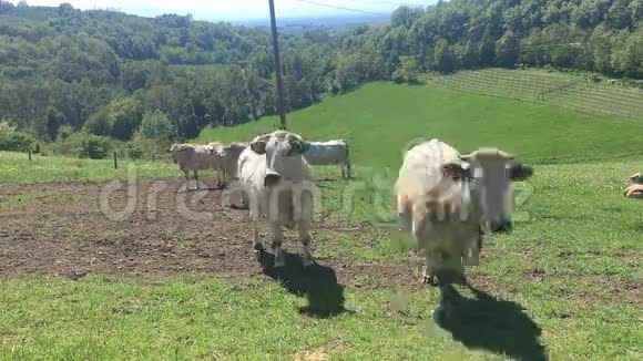 奶牛放牧视频的预览图