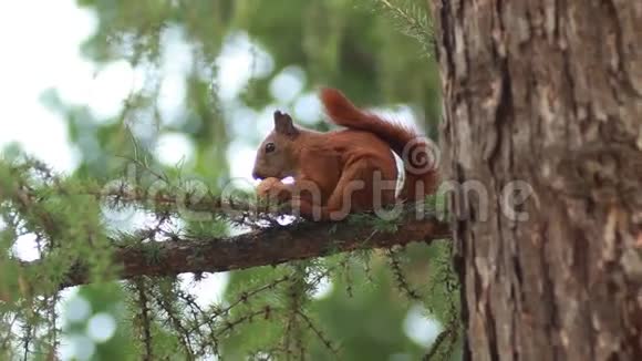 松鼠坐在树枝上吃坚果视频的预览图