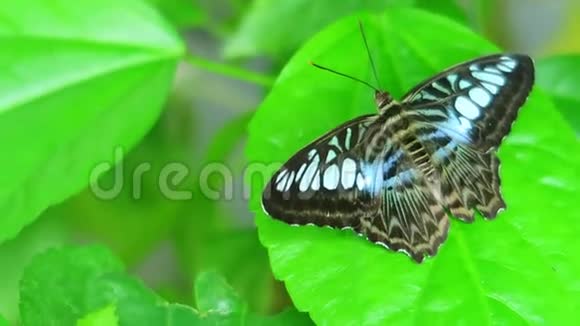 蝴蝶栖息在绿叶上视频的预览图