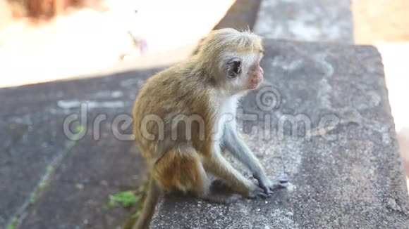 西吉里亚的小猴子一座位于马塔莱中部的古老宫殿视频的预览图