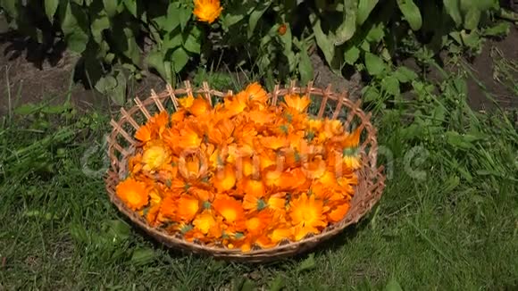 万寿菊在柳条盘和金盏菊草本花卉植物中开花4K视频的预览图