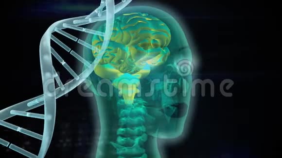 人脑遗传编码的数字组合视频的预览图