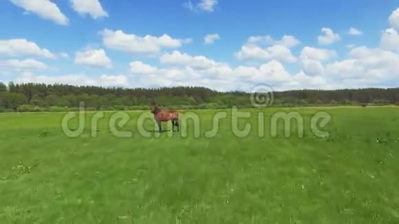 骑着牧马在绿色草地上飞行4K30fps视频的预览图