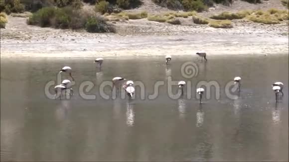 智利阿塔卡马沙漠的盐滩和鸟类景观视频的预览图