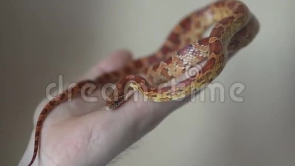 玉米蛇爬在人的手上视频的预览图