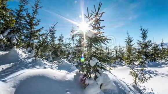 美丽的冬景雪树多利时移4k视频的预览图