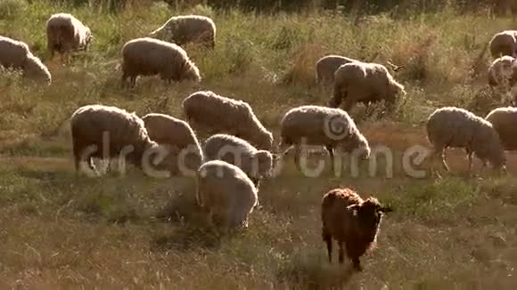 绵羊吃草视频的预览图