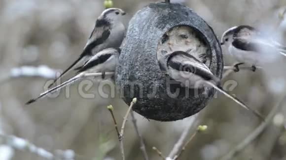 长尾在冬季在鸟类饲养器上寻找种子椰子视频的预览图