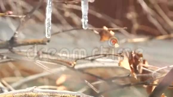 冬季冻树枝视频的预览图