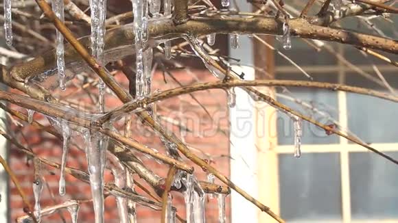 冬季冻树枝视频的预览图