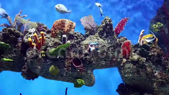 鱼缸里有五颜六色的鱼活珊瑚视频的预览图