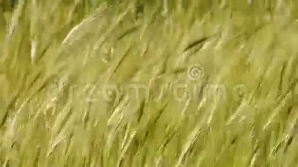 草穗被风吹动视频的预览图