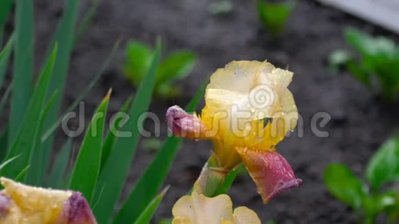 潮湿的黄色紫色虹膜在雨中视频的预览图