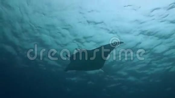 蓝色水中的曼塔雷视频的预览图