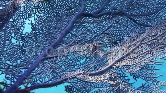 巴哈马礁的海扇珊瑚视频的预览图